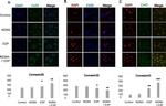 Connexin 26 Antibody in Immunocytochemistry (ICC/IF)