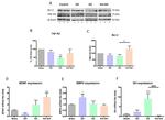 Bcl-2 Antibody in Western Blot (WB)