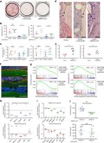 VDR Antibody in Immunocytochemistry (ICC/IF)