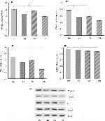 Occludin Antibody in Western Blot (WB)