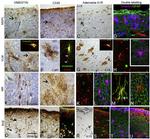 Connexin 26 Antibody in Immunohistochemistry (IHC)