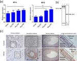 HIF1A Antibody in Immunohistochemistry (IHC)