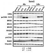 c-Myc Antibody in Western Blot (WB)