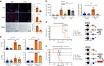 IFN gamma Antibody in Flow Cytometry (Flow)