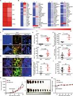 CD11b Antibody in Immunohistochemistry, Flow Cytometry (IHC, Flow)