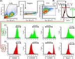 CD44 Antibody in Flow Cytometry (Flow)