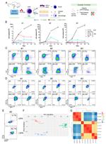 CD117 (c-Kit) Antibody in Flow Cytometry (Flow)