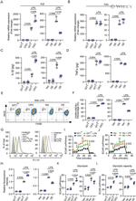 F4/80 Antibody in Flow Cytometry (Flow)