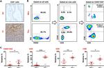 CD45 Antibody in Flow Cytometry (Flow)