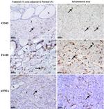 F4/80 Antibody in Immunohistochemistry, Immunohistochemistry (Paraffin) (IHC, IHC (P))