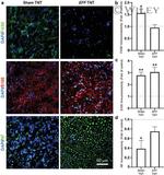 F4/80 Antibody in Immunocytochemistry (ICC/IF)