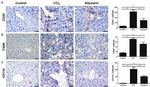 F4/80 Antibody in Immunohistochemistry (IHC)