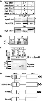 SMAD3 Antibody in Western Blot (WB)