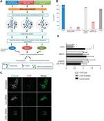 alpha Tubulin Antibody in Immunocytochemistry (ICC/IF)