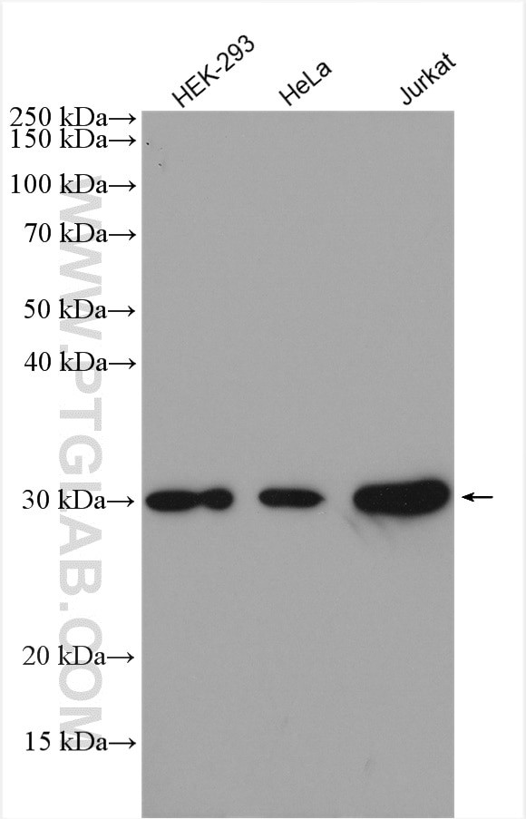 CDK2 Antibody in Western Blot (WB)