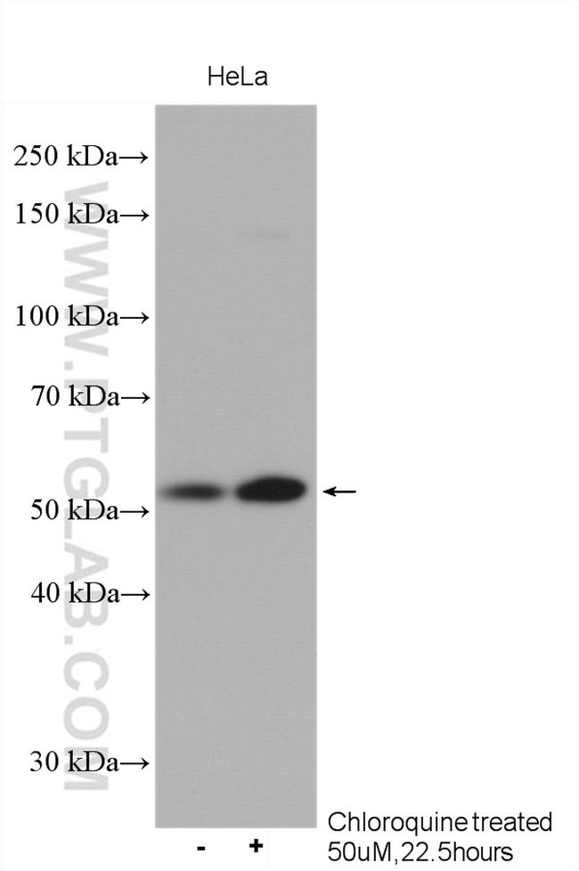 ATG5 Antibody in Western Blot (WB)