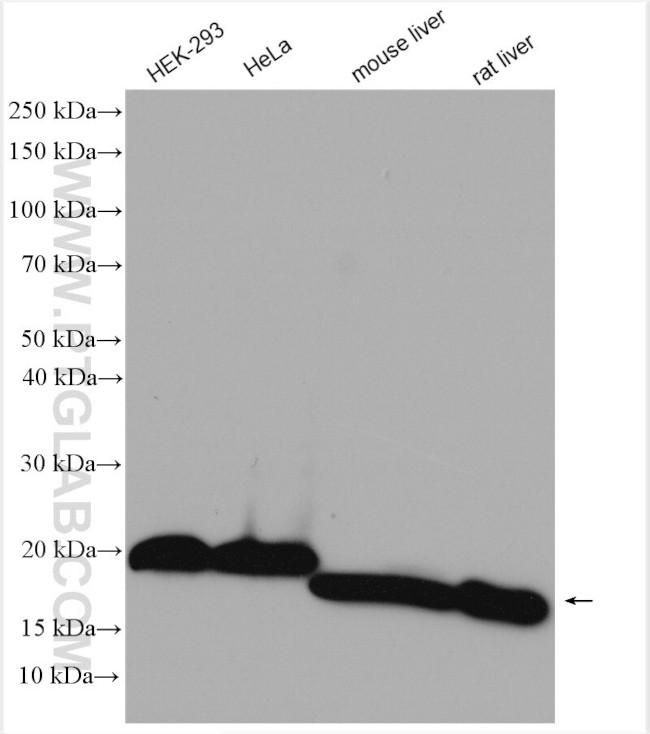 SOD1 Antibody in Western Blot (WB)