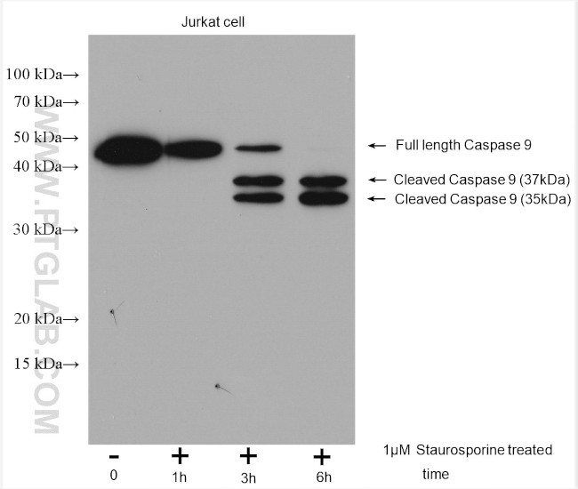 Caspase 9/p35/p10 Antibody in Western Blot (WB)