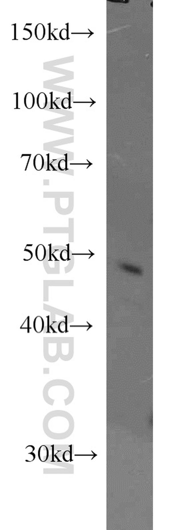 Caspase 9/p35/p10 Antibody in Western Blot (WB)