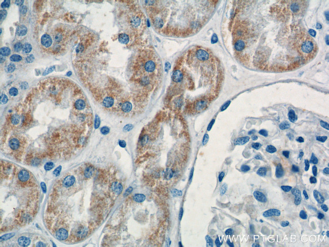 KMO Antibody in Immunohistochemistry (Paraffin) (IHC (P))