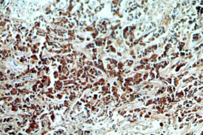 KMO Antibody in Immunohistochemistry (Paraffin) (IHC (P))