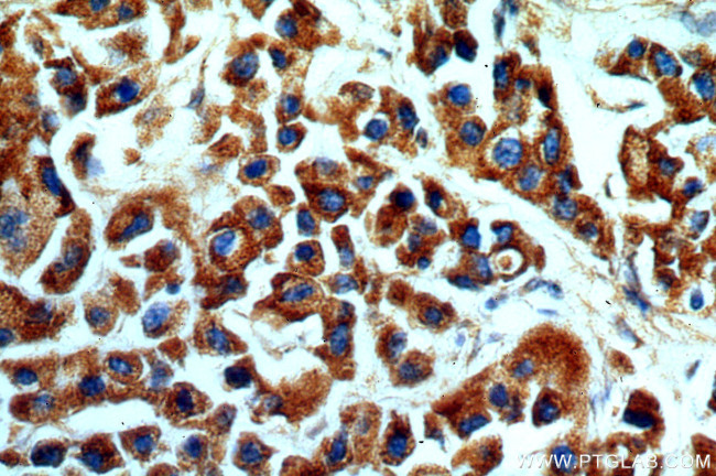 KMO Antibody in Immunohistochemistry (Paraffin) (IHC (P))