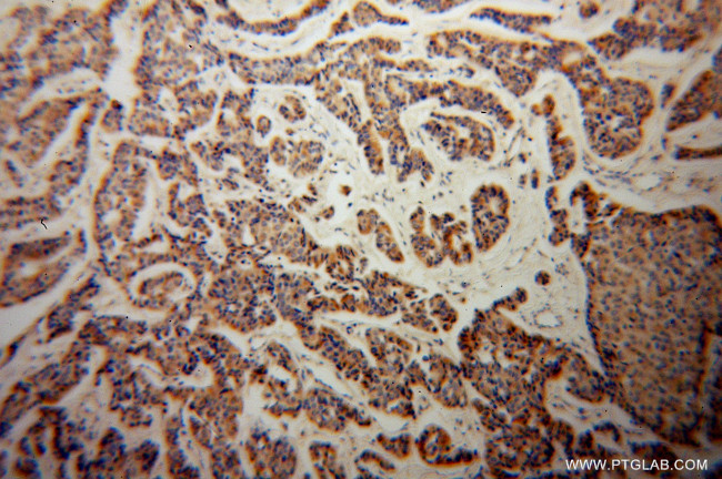 KMO Antibody in Immunohistochemistry (Paraffin) (IHC (P))