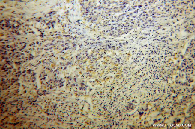 KMO Antibody in Immunohistochemistry (Paraffin) (IHC (P))