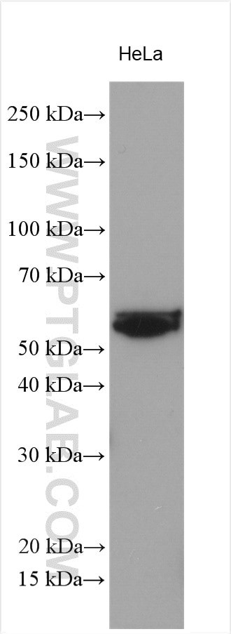 KMO Antibody in Western Blot (WB)