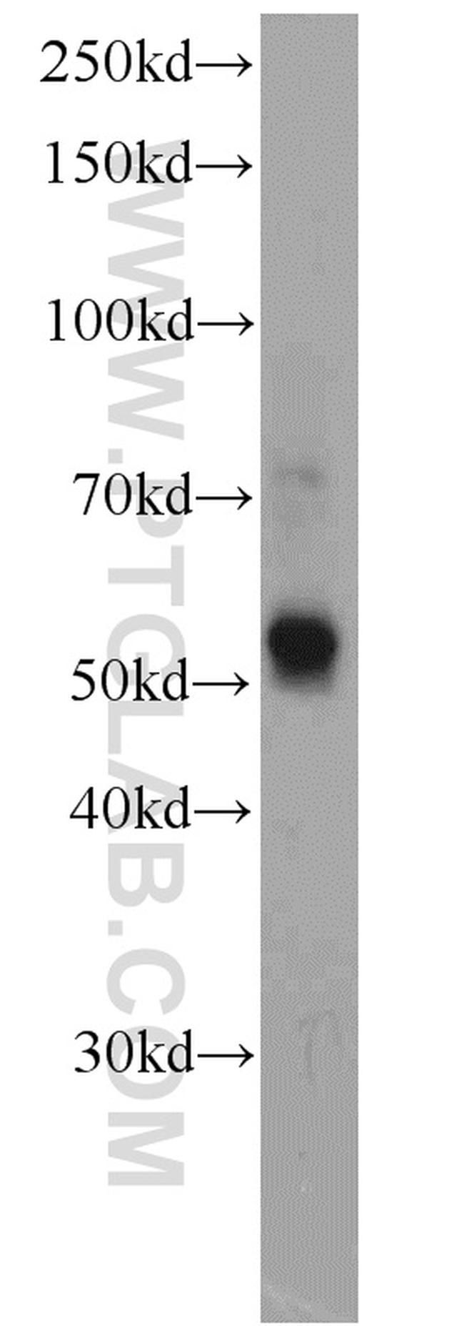 KMO Antibody in Western Blot (WB)