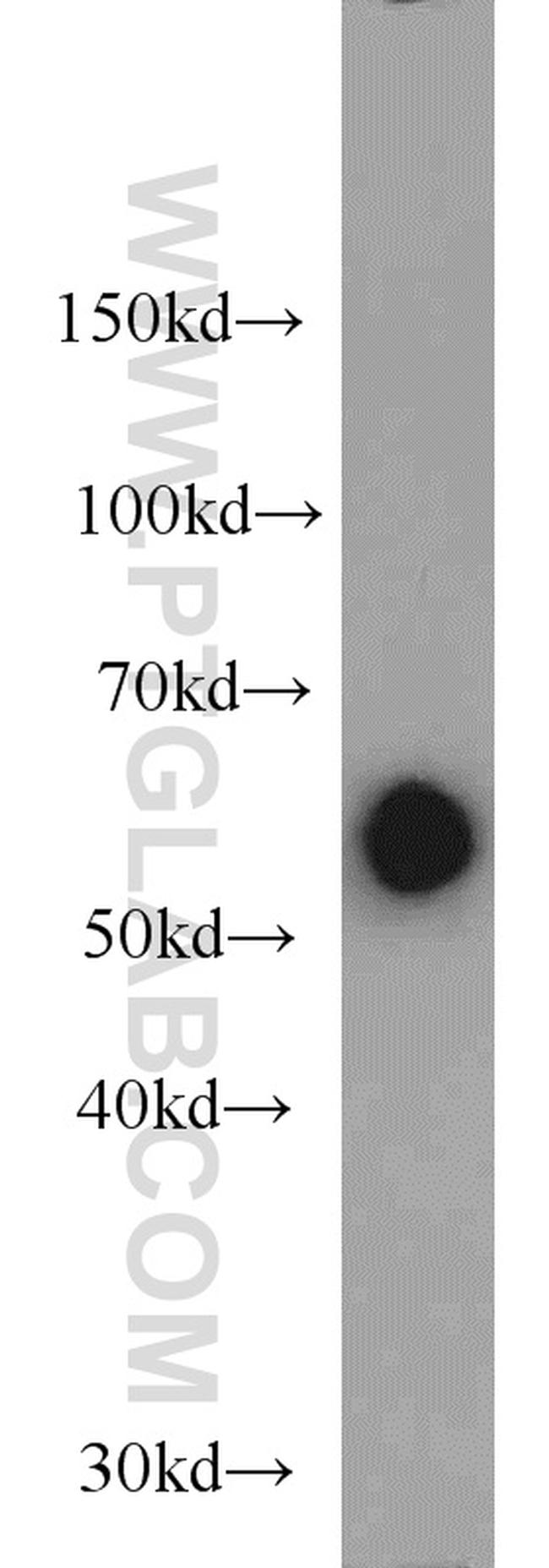 KMO Antibody in Western Blot (WB)