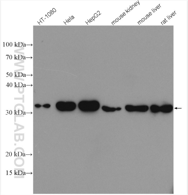 HO-1/HMOX1 Antibody in Western Blot (WB)