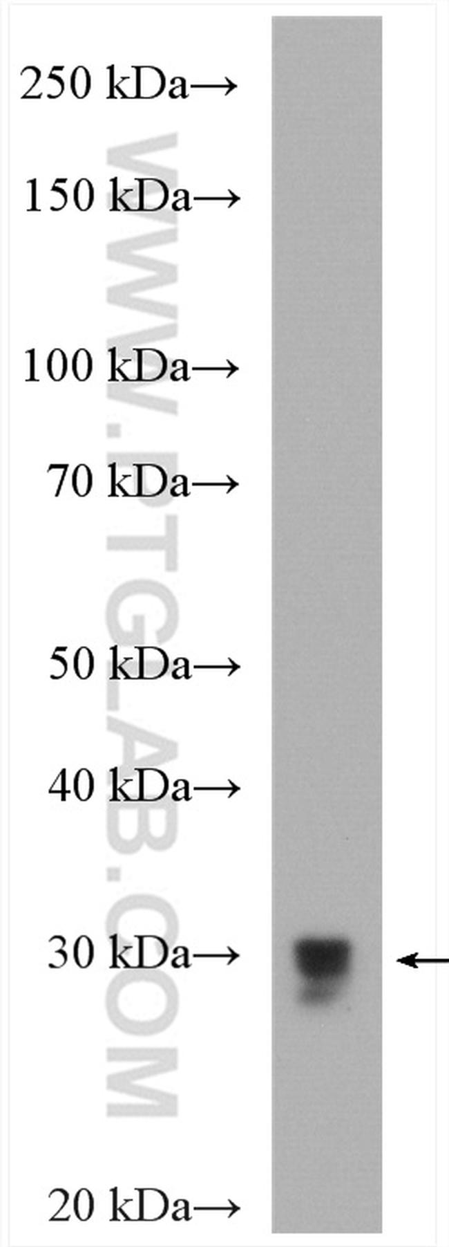 Bcl-XL Antibody in Western Blot (WB)