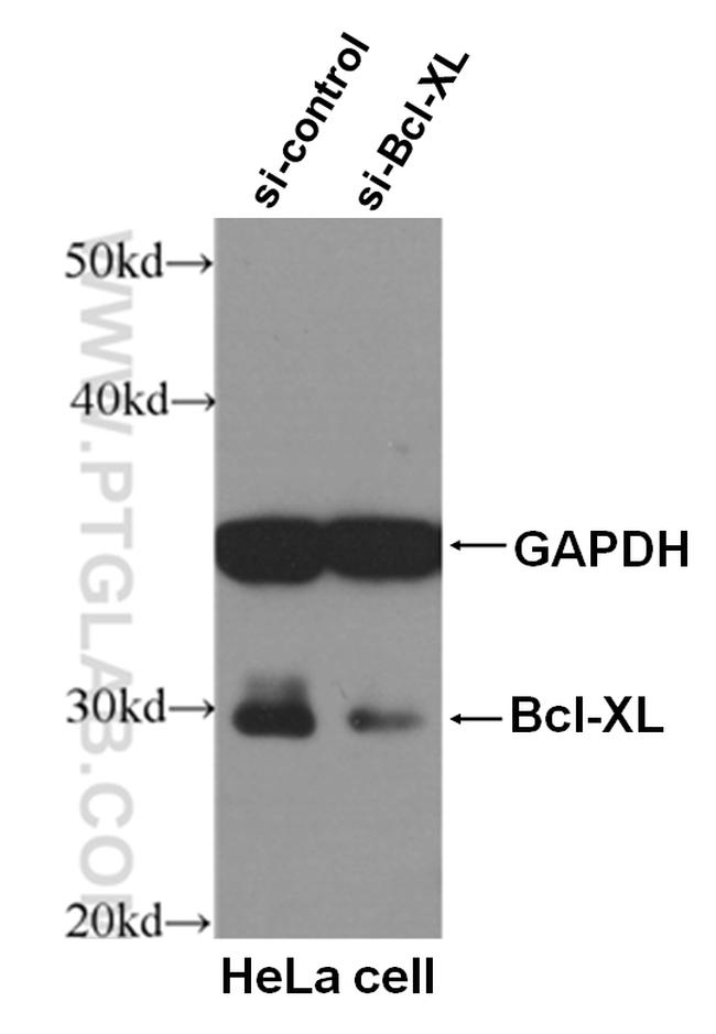 Bcl-XL Antibody in Western Blot (WB)