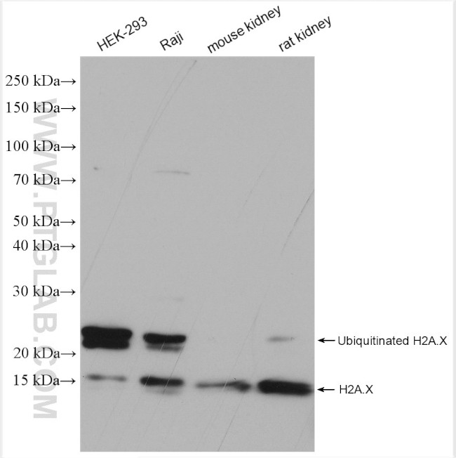 Histone H2A.X Antibody in Western Blot (WB)