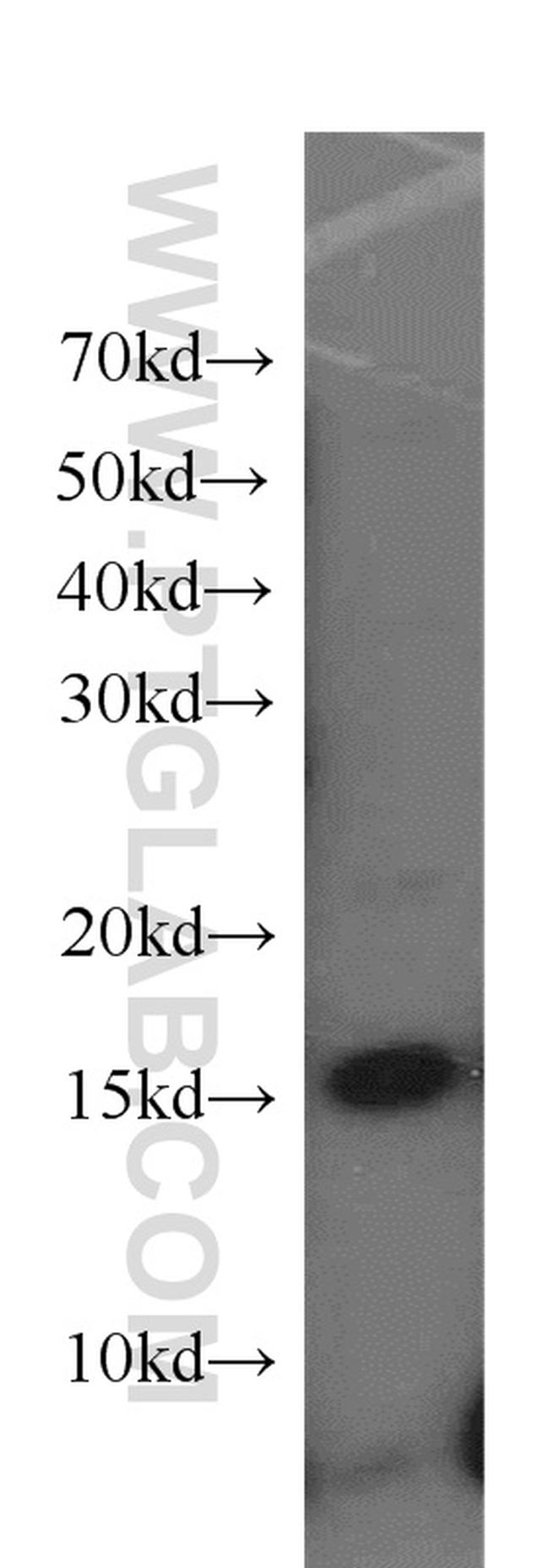 Histone H2A.X Antibody in Western Blot (WB)