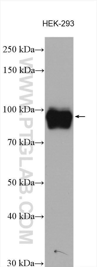 DACH1 Antibody in Western Blot (WB)