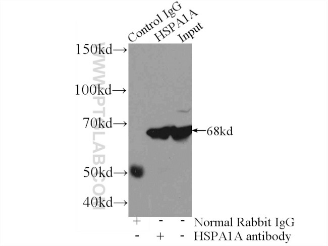 HSP70 Antibody in Immunoprecipitation (IP)