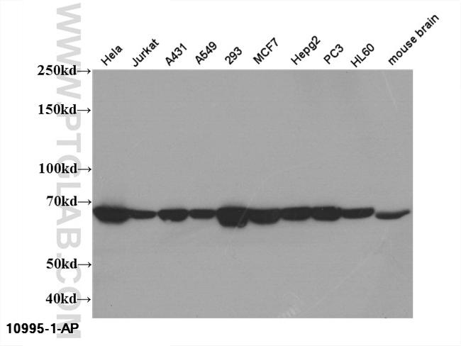 HSP70 Antibody in Western Blot (WB)