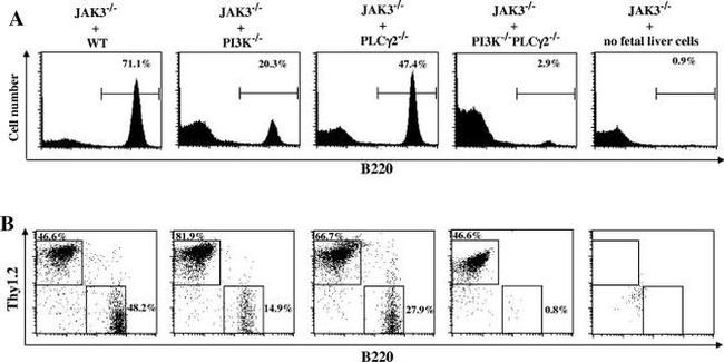 CD45R (B220) Antibody in Flow Cytometry (Flow)