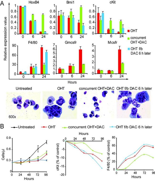 CD117 (c-Kit) Antibody in Flow Cytometry (Flow)