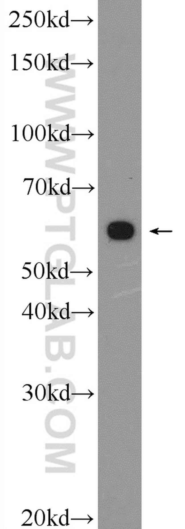 Beclin 1 Antibody in Western Blot (WB)