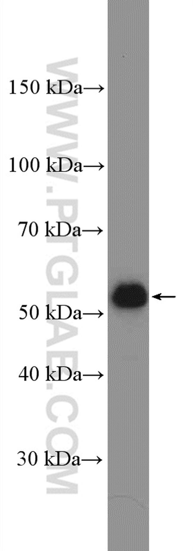 Beclin 1 Antibody in Western Blot (WB)