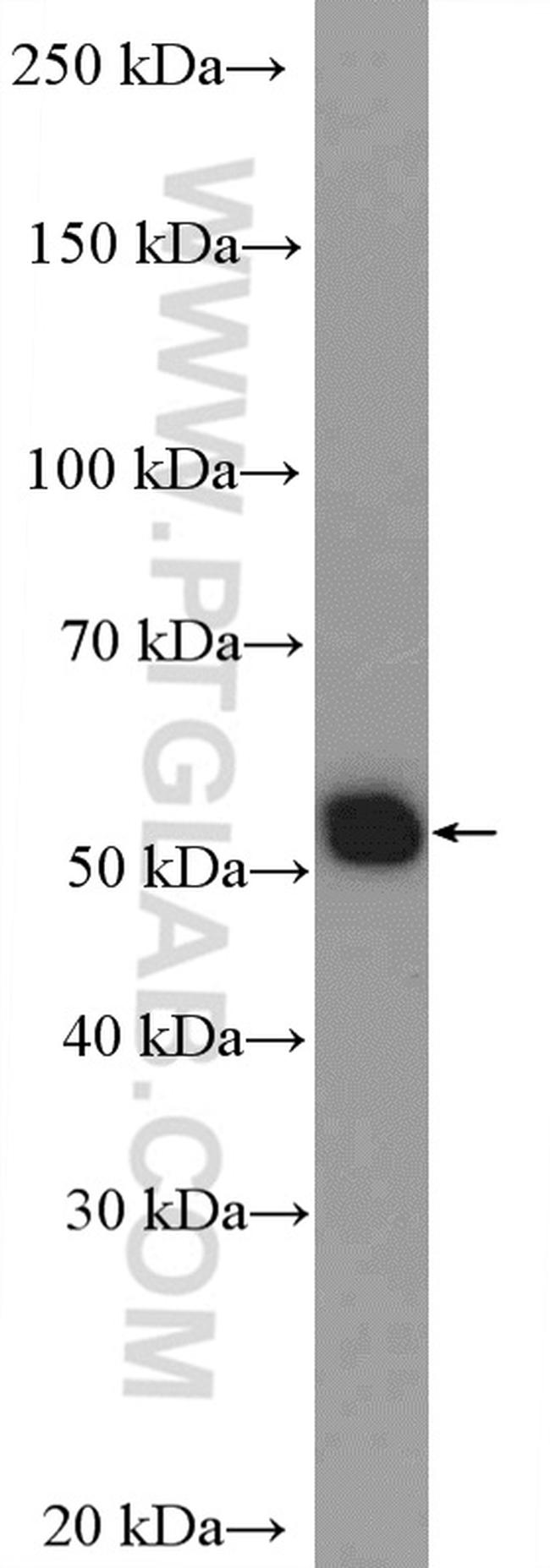 Beclin 1 Antibody in Western Blot (WB)