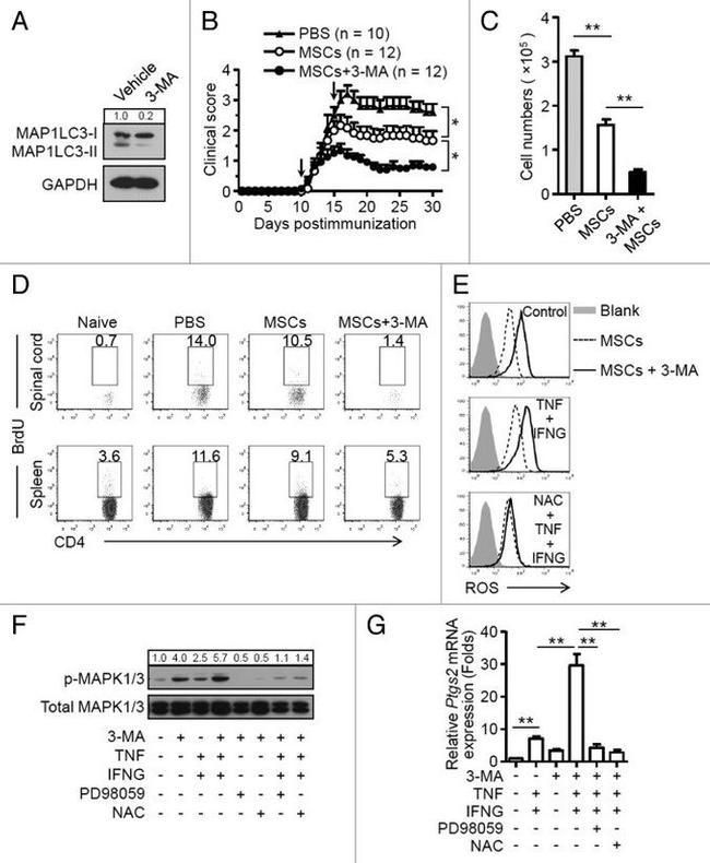 IFN gamma Antibody in Western Blot (WB)