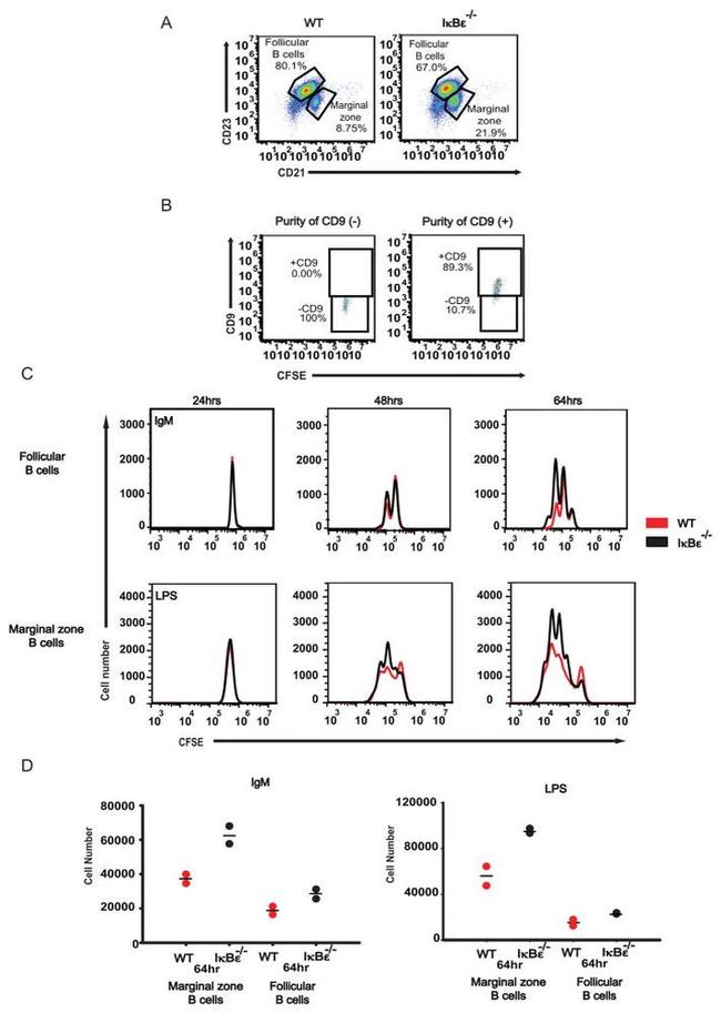 CD45R (B220) Antibody in Flow Cytometry (Flow)