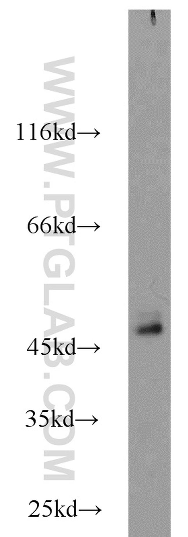 IDH1 Antibody in Western Blot (WB)