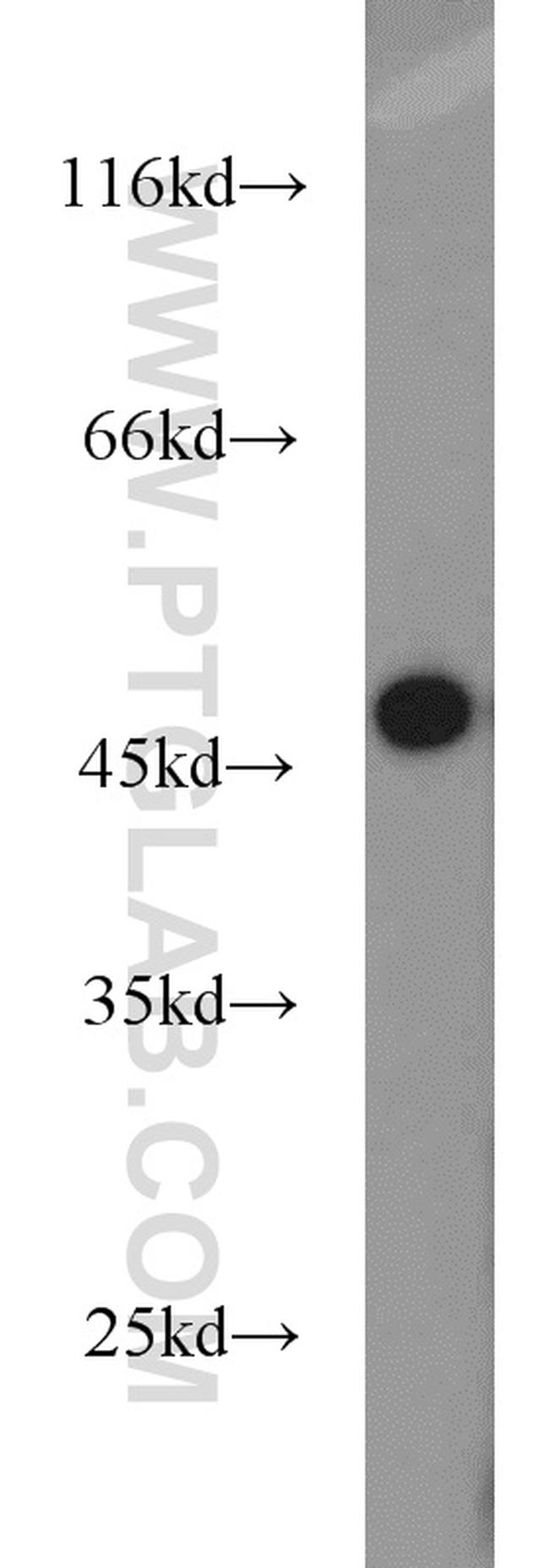 IDH1 Antibody in Western Blot (WB)