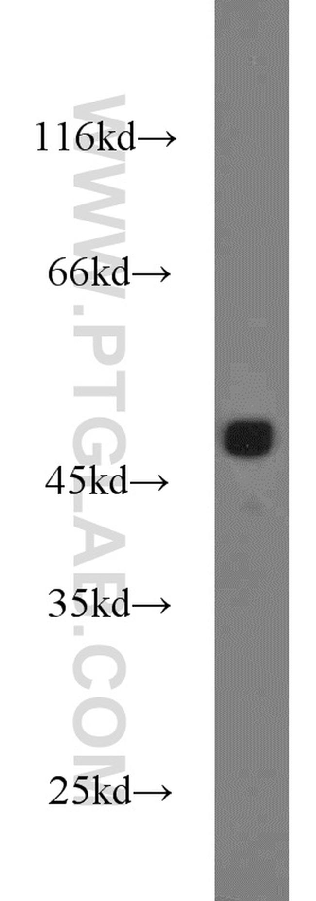 IDH1 Antibody in Western Blot (WB)