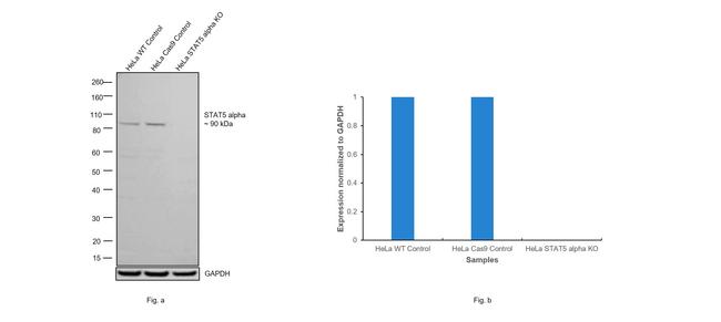 STAT5 alpha Antibody in Western Blot (WB)